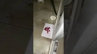 Приручаем кошку. День 14