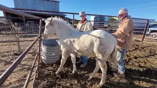 Whispers of Freedom: The Unveiling of Filly Ice from Palomino Embrace! 🌟🐴