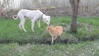 Заклятые друзья... Кот и Пес. #кот #собака #собаки