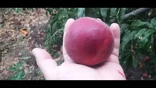 Рубі річ,дійсно Рубіновий багач.