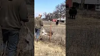 Deer stuck in fence