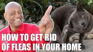 How to Get Rid of Fleas in Your Home