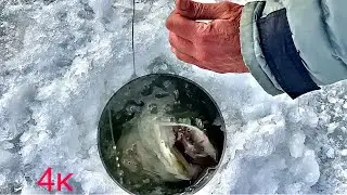 Fishing with Zherlitsy in the dead of winter! Winter fishing on the lower Volga 2021.