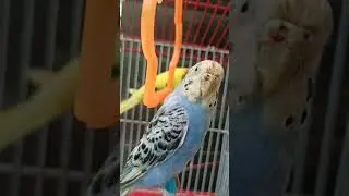 Pets World 2