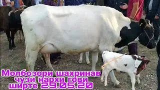 МОЛБОЗОРИ ЧУЗИ ШАХРИНАВ ЧУМА БОЗОР НАРХИ ГОВИ ШИРТЕ ШИРДОР НОВИНКА 29.05.20