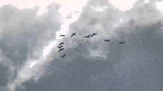 полёт журавлей 03 09 2014г