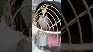 кабки шикори бо модкабк кеклик