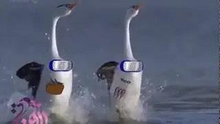 animals with naruto special effects 2