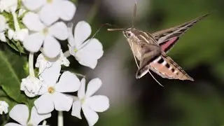 Working the Night Shift: Pollinators After Dark