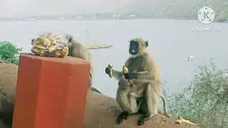 Why? The monkeys ran away without eating the bananas