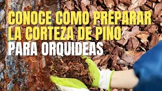 ¿Cómo preparar la corteza de pino para orquídeas? 🌸