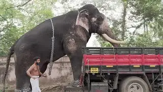 How They Transport Giant Elephants in Trucks