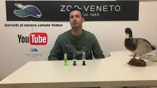 RICHIAMI A FIATO GERMANO FEMMINA ZINK CALLS