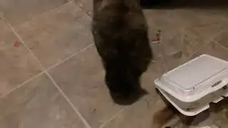 The fat chubby cat tried to eat me!