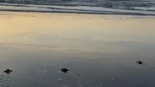 What you need to know as sea turtle, manatee season starts in Ga., S.C.