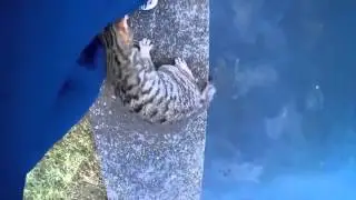 Кошки, очень смешные животные Самое смешное видео про котов