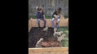 Beautiful Boerboel Puppies at Royal Highness Boerboel’s  #trending #doglover #boerboel