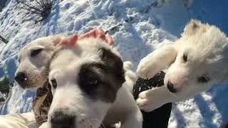 Щенки алабая после вакцинации