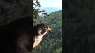 Peregrine Falcon | Speed and Majesty #shorts