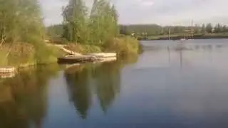 Кувшинки в пруду через 2 месяца после посадки.