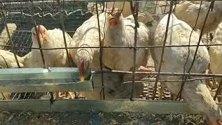 💯Tovuq boqishga eng qulay qafas .🤔katak katak yasash kataklar narxlari 2020