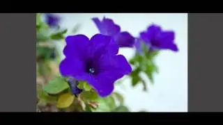 קורס צילום | עומק שדה - מרחק