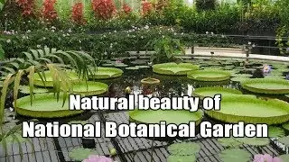 Botanical Garden through my Lens