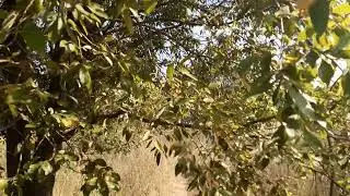 Шол по дорожке увидел кошку но она убежала