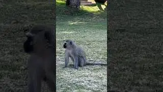 在南非 Sun City遇到野生的非洲黑面猴
