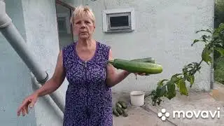 ЖИВЕМ В ДЕРЕВНЕ/ БЕЛАРУСЬ.УРОЖАЙ только успевай снимать.!!!