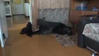 Щенки 25 дней от Коры и Факта