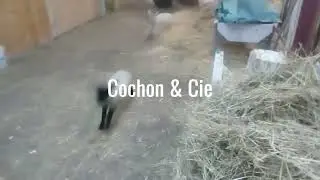 Cochon et Cie (vidéo humoristique)
