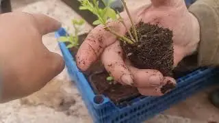 Результат укоренения черенков голубики.