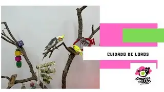 El cuidado correcto de loros.
