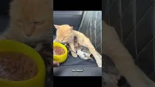 This cat mom did everything to save her kittens. ❤️🐱