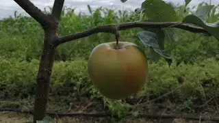 Перше яблуко на молодому дереві