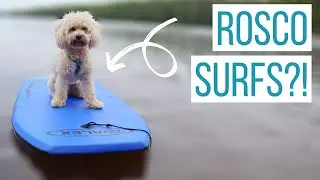 SUMMER LIFE WITH A MALTIPOO | Hiking, Swimming, & Meeting New Friends!