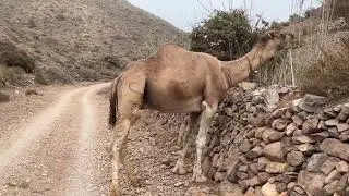Found a Camel in the Mountains