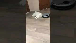 Кот Мартин развалился, а робот трудится.