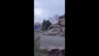 Rocky Mountain Bighorn Sheep Zoomies!