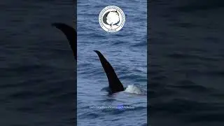 Happy World ORCA Day 2023!
