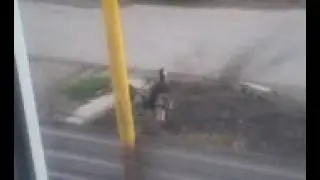 2 собачки на улице