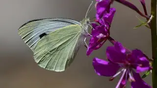Türkiyenin Kelebekleri ( Butterflies of Turkey) Video 01
