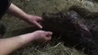 Принимаем роды у коровы