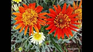 I miei fiori