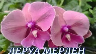 №907/ СВЕЖАЯ , шикарная ПОСТАВКА орхидей в ЛЕРУА МЕРЛЕН