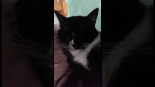 Как сбросить… #мейнкун #безкотажизньнета #cat