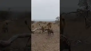 5 Leones Atacan A Una Hiena Y Esta Aun Sobrevive