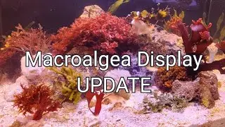 Macroalgea display update! Nano reef builder