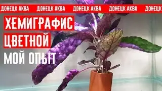 Хемиграфис, Growing Hemigraphis, 植物, planta Hemigraphis, Hemigraphis plants, аквариум, Amazing